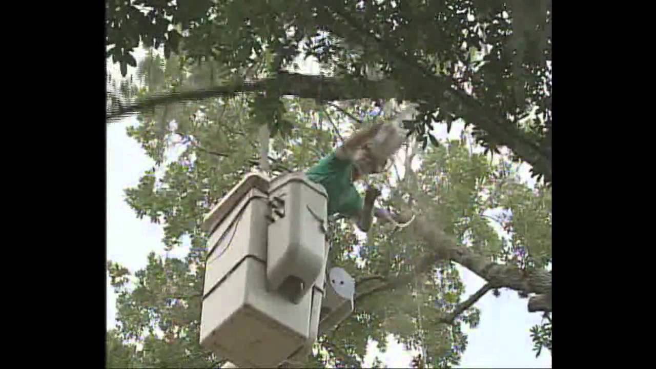 Panorama Tree Care's Videos.mp4