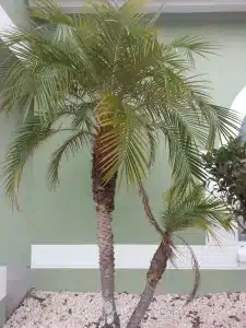 How to Straighten a Leaning Tree