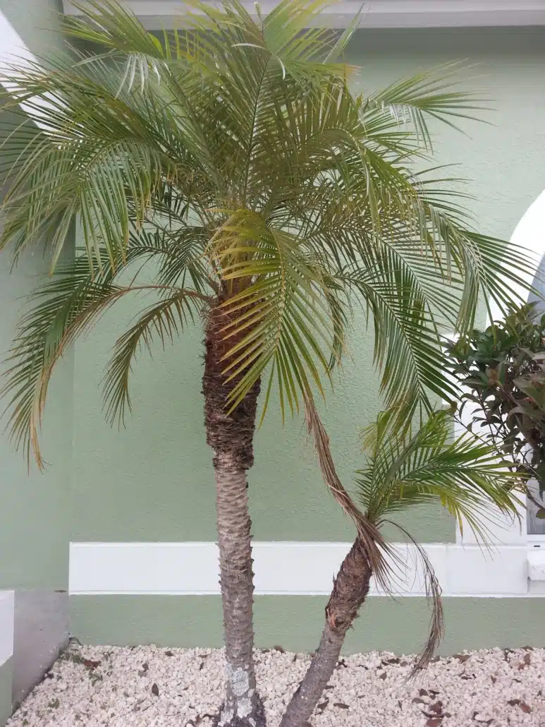 How to Straighten a Leaning Tree