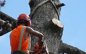 cut branches