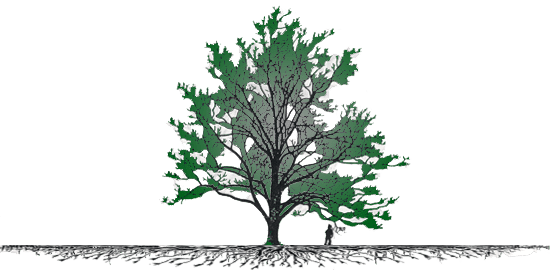 Tree Root Growth