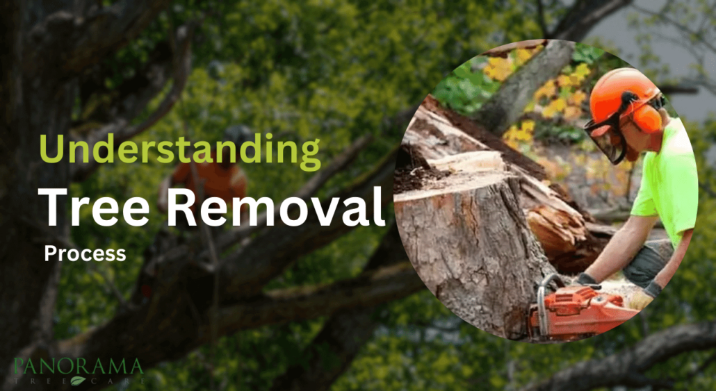Trees Cutting Service Arcadia thumbnail