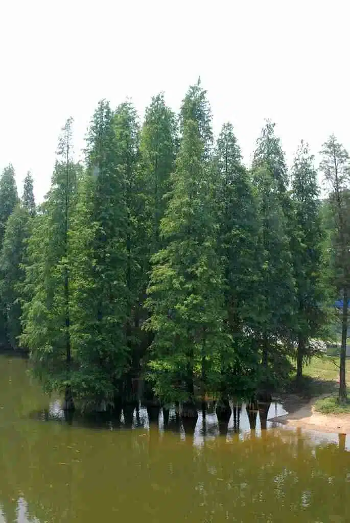 Cypress Trees (Taxodium species) Ideal for Urban Heat Reduction in Tampa