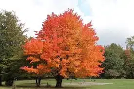 Florida Maple (Acer barbatum) Ideal for Urban Heat Reduction in Tampa