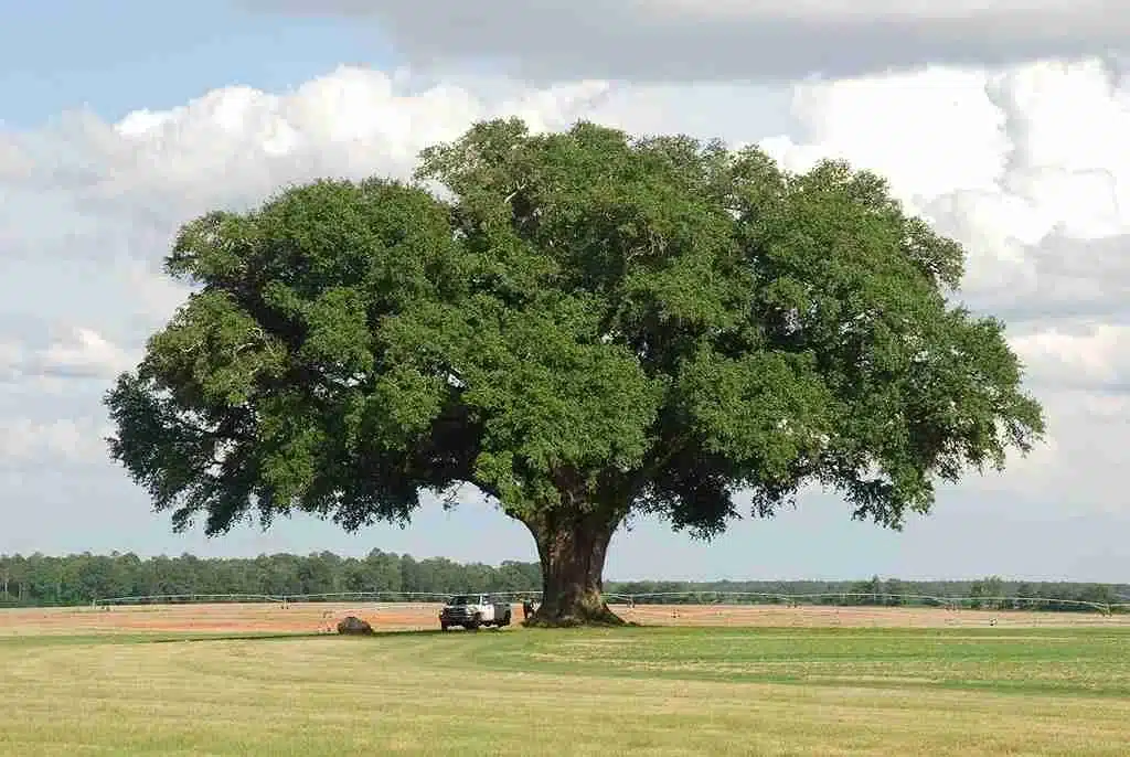 Live Oaks (Quercus virginiana) Best Tree for Carbon Sequestration in Florida