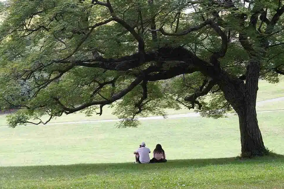 One of the most immediate and visible ways trees combat urban heat is through the shade they provide