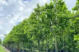 Pigeon Plum (Coccoloba diversifolia) Ideal for Urban Heat Reduction in Tampa