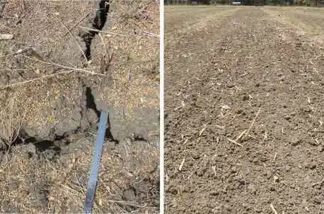 Signs of Poor Soil Aeration in Trees Cracked or Hard Soil Surface