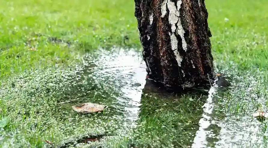 Signs of Poor Soil Aeration in Trees Pooling Water Around the Base of the Tree