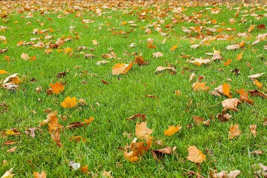 Signs of Poor Soil Aeration in Trees Sparse Foliage or Premature Leaf Drop