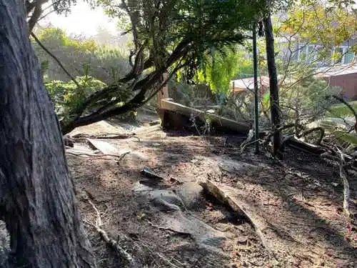 Signs of Poor Soil Aeration in Trees Weak Structural Integrity