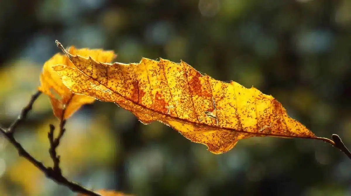 Signs of Poor Soil Aeration in Trees Yellowing Leaves