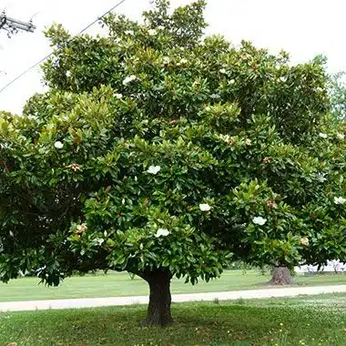 Southern Magnolia (Magnolia grandiflora) Best Tree Species for Carbon Sequestration in Florida