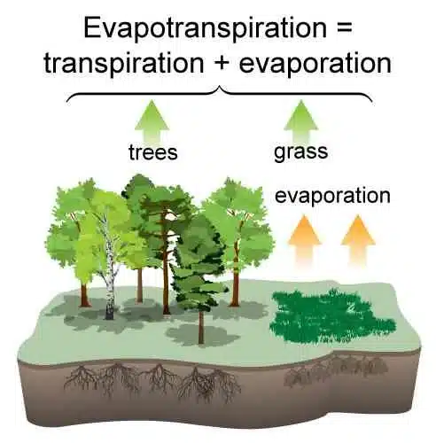 Trees go beyond providing shade by actively cooling the air around them through a process called transpiration