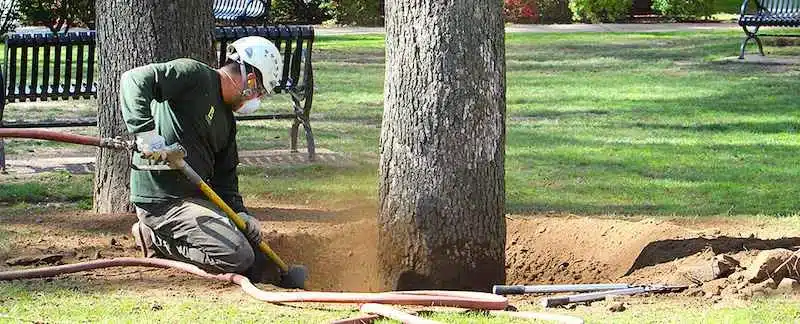 what is tree Soil Aeration