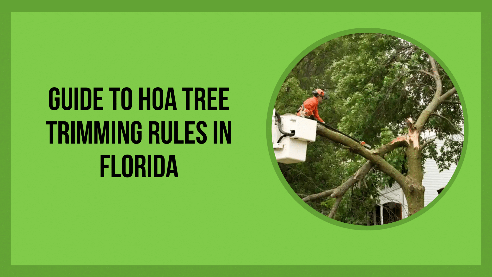 A Guide to Florida Tree Protection Laws - Panorama Tree Care