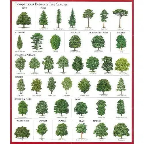 Tree Size and Species