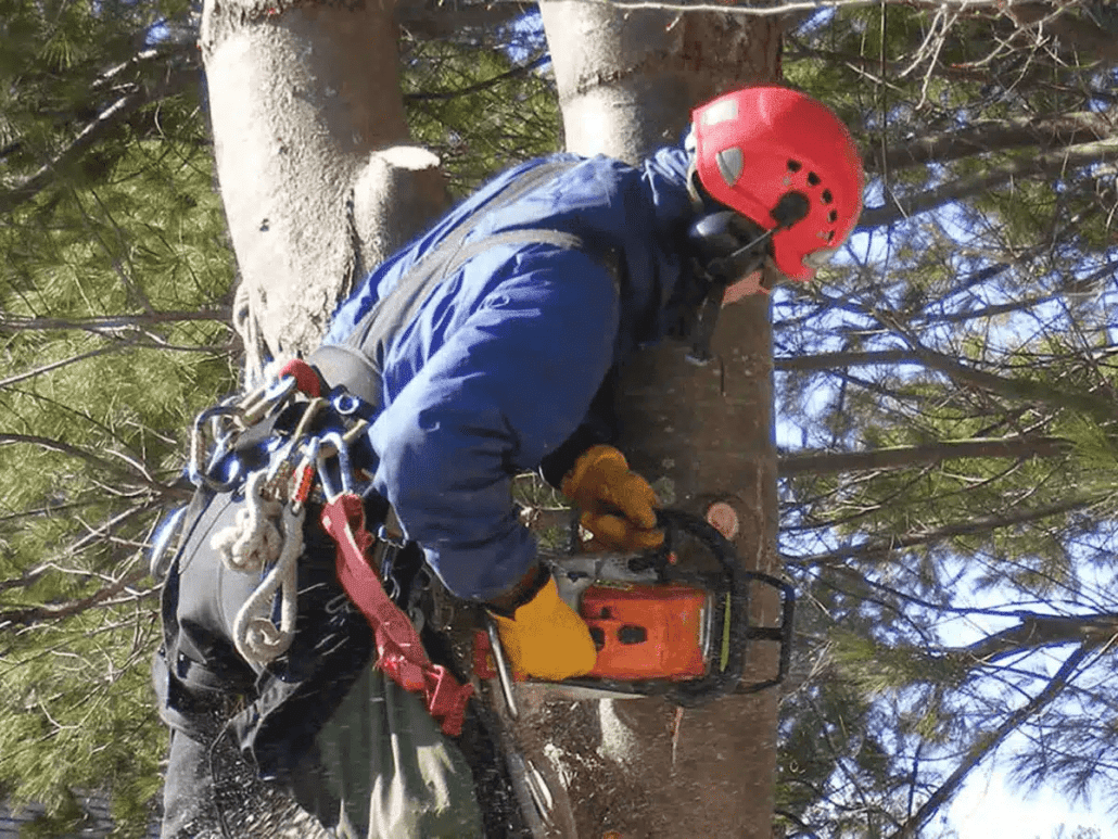tree Service