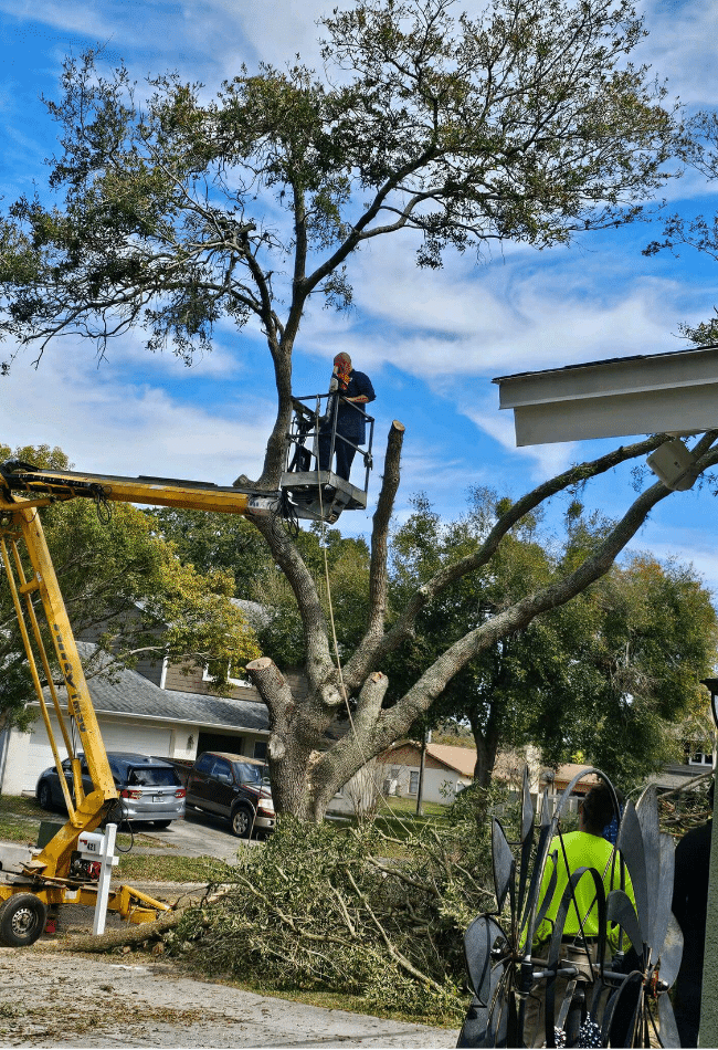 tree service in tampa fl