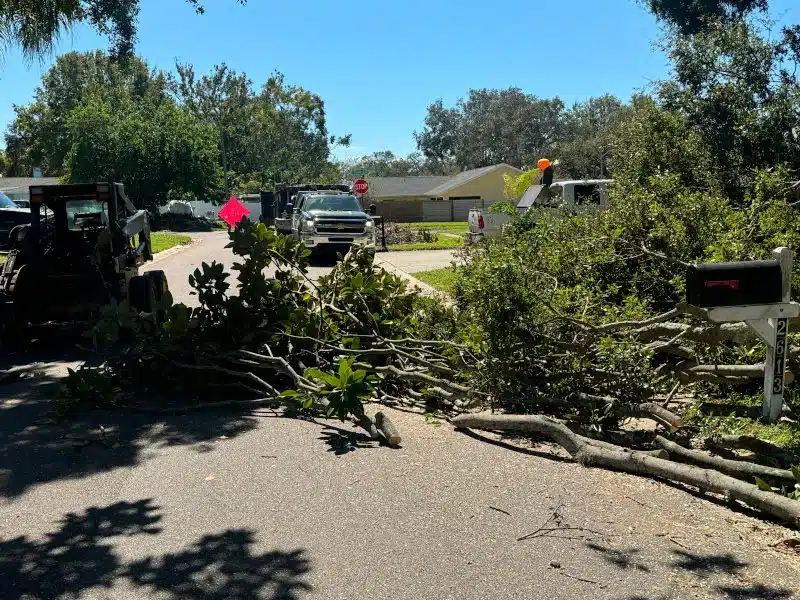 when Commercial tree service is necessary