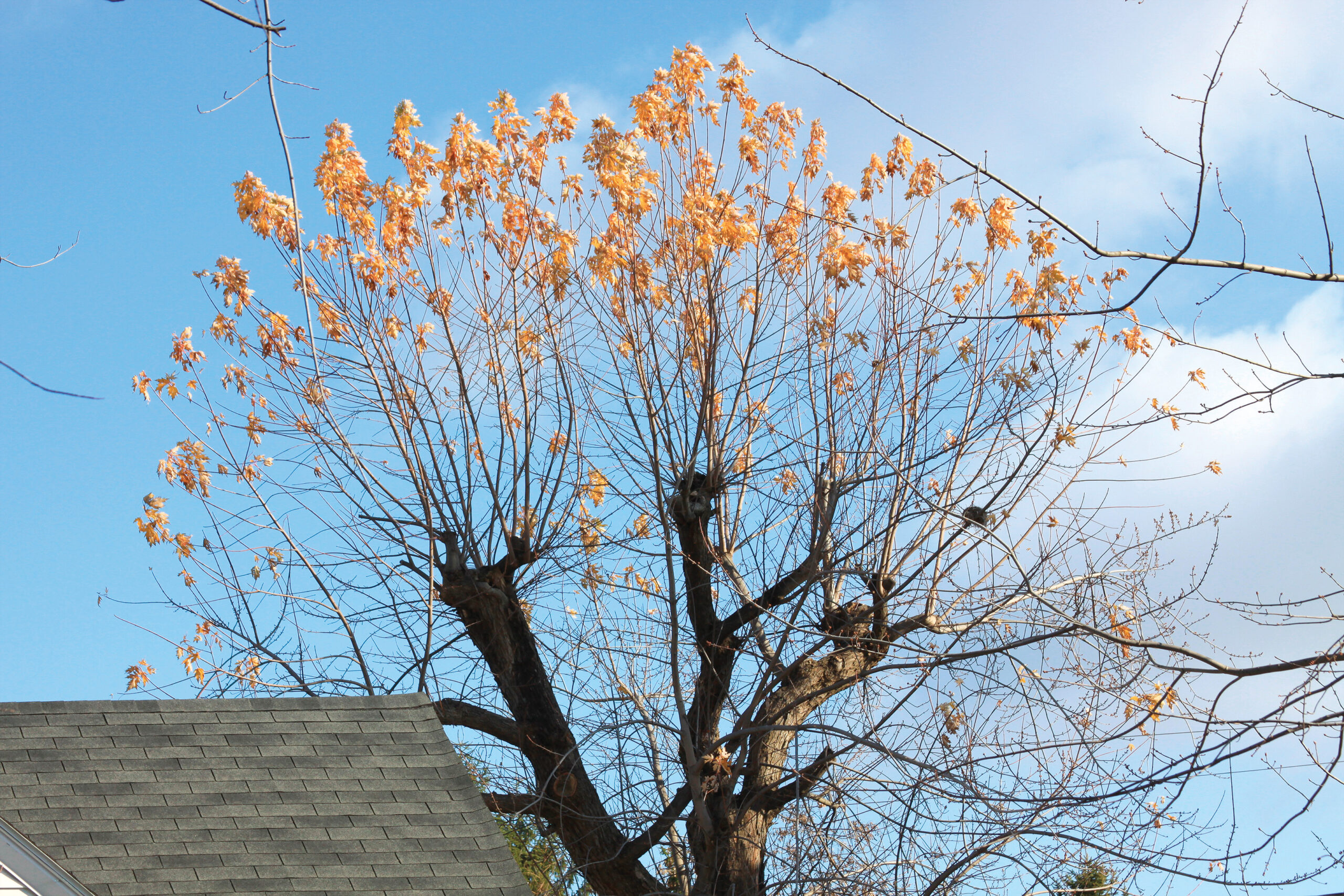 Bad Tree Pruning Mistakes