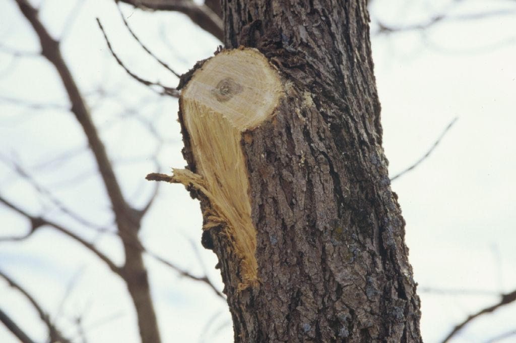 Common Mistakes in Live Branch Removal (and How to Fix Them)