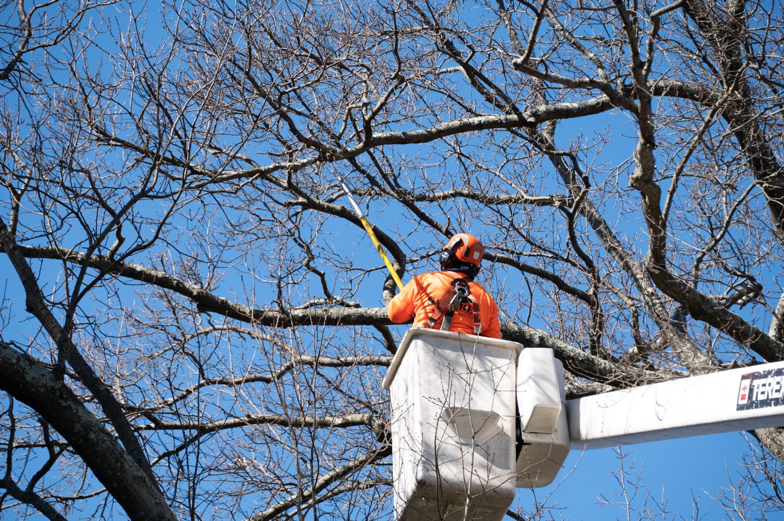 Tree Crown Reduction Guide: Expert Techniques & Costs | Panorama Tree Care