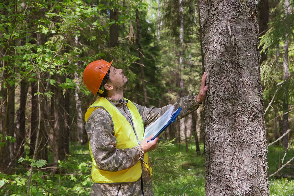 How to Assess Whether Your Tree Is a Threat