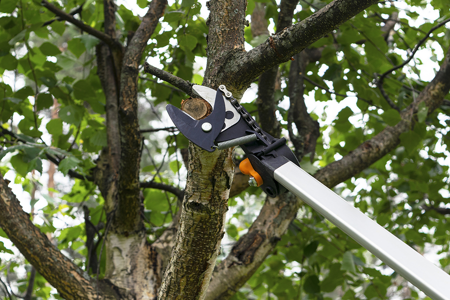 How to Fix Pruning Damage (Corrective Pruning Guide)