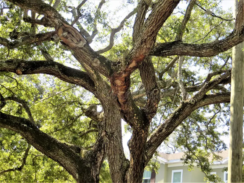 Live Oak tree tampa