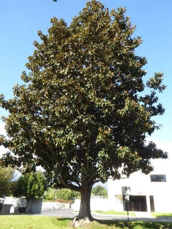 Southern Magnolia (High) tampa tree