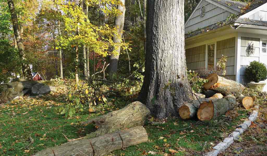 Tree Too Close to House