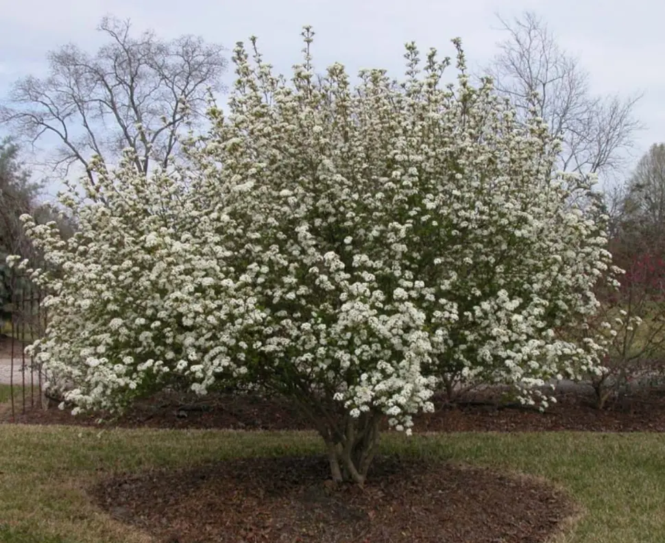 Walter’s Viburnum