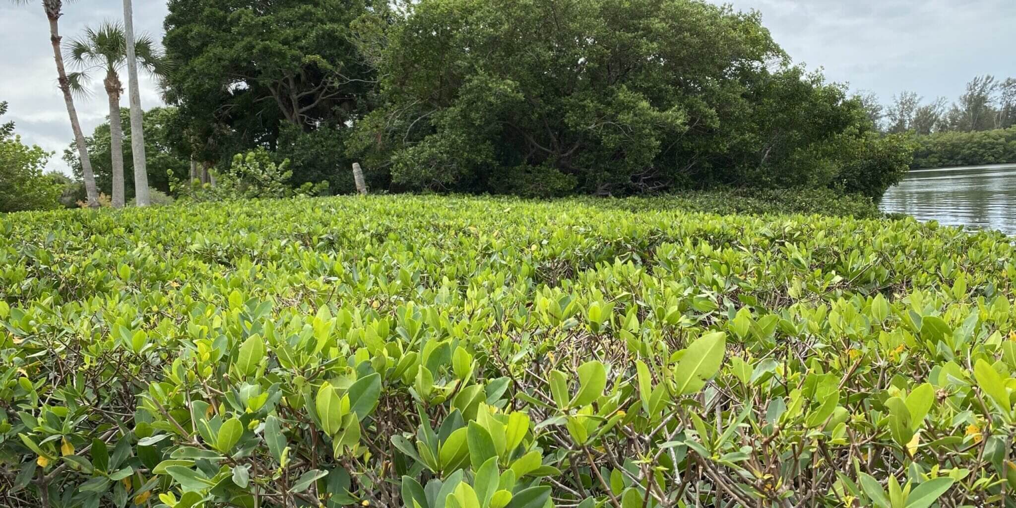 Mangrove Trimming