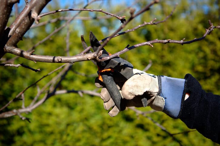 Tree Trimming & Pruning