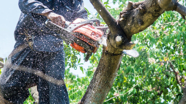 Tree Service in Tampa, FL | Tree Removal | Panorama Tree Care