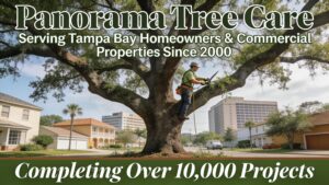 Panorama Tree Care has served Tampa Bay homeowners and commercial properties since 2000, completing over