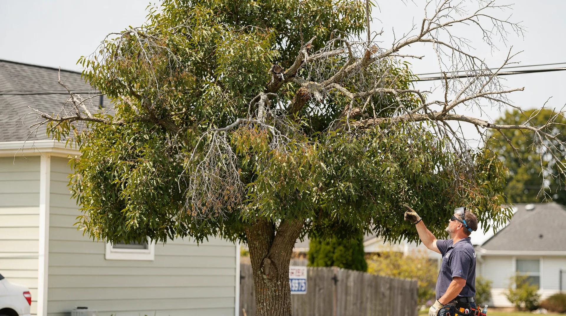 Competing branches that rub against each other can damage the bark and create entry points