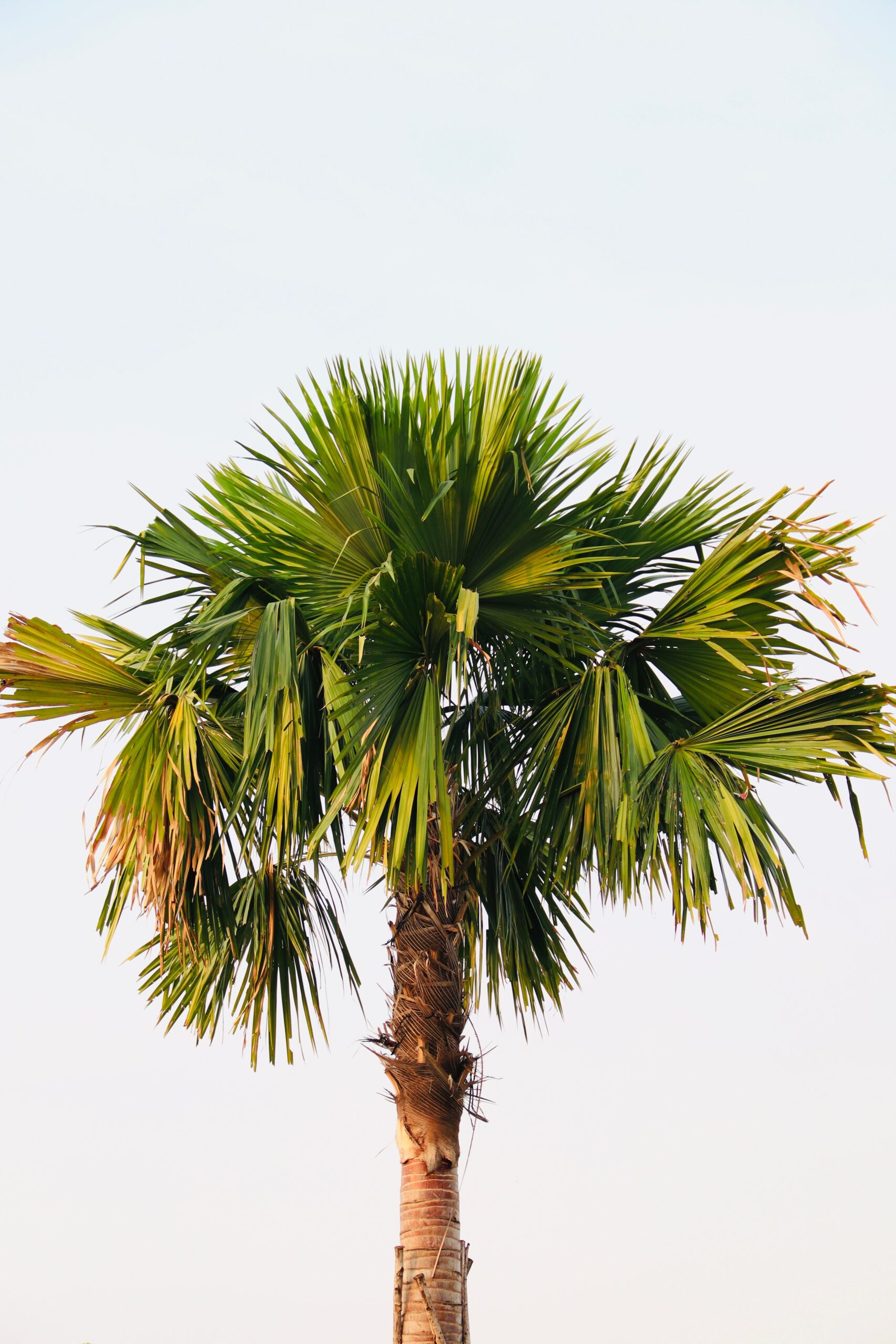 Palm tree carrying a full rounded 360 degree crown with only the lowest fronds browning, the shape a correct annual trim leaves behind