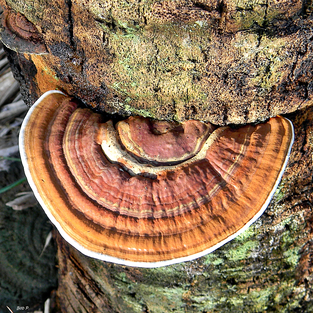 Large banded Ganoderma zonatum conk emerging from the lower trunk of a cabbage palm, the visible sign that internal trunk tissue is already destroyed