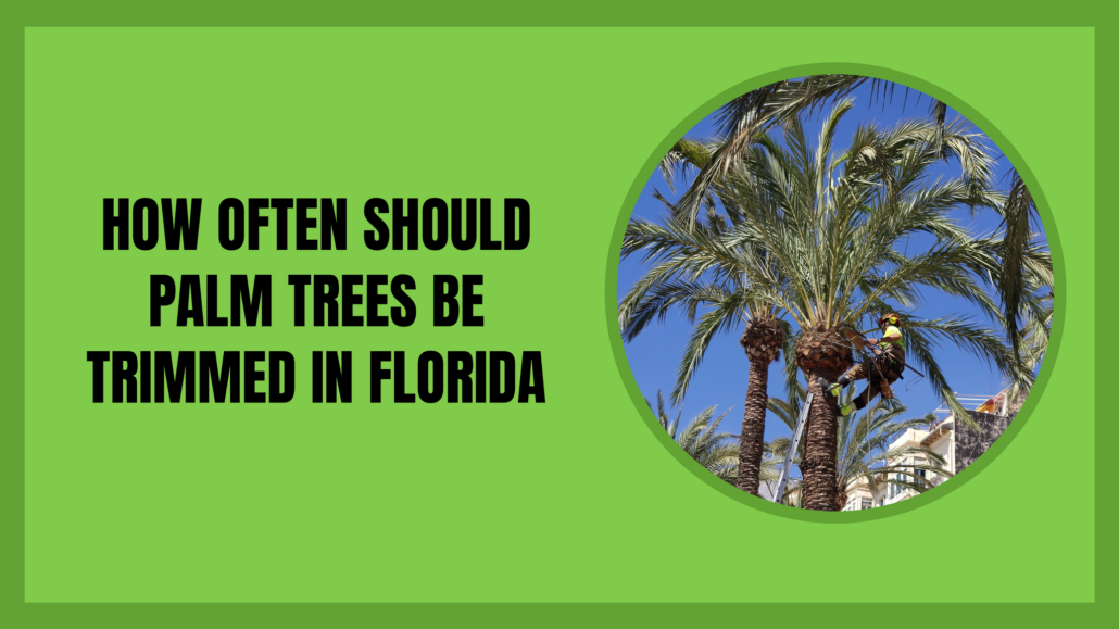 How often should palm trees be trimmed in Florida — certified arborist in harness and helmet trimming the crown of a date palm
