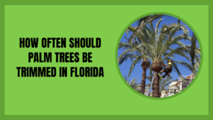How often should palm trees be trimmed in Florida — certified arborist in harness and helmet trimming the crown of a date palm