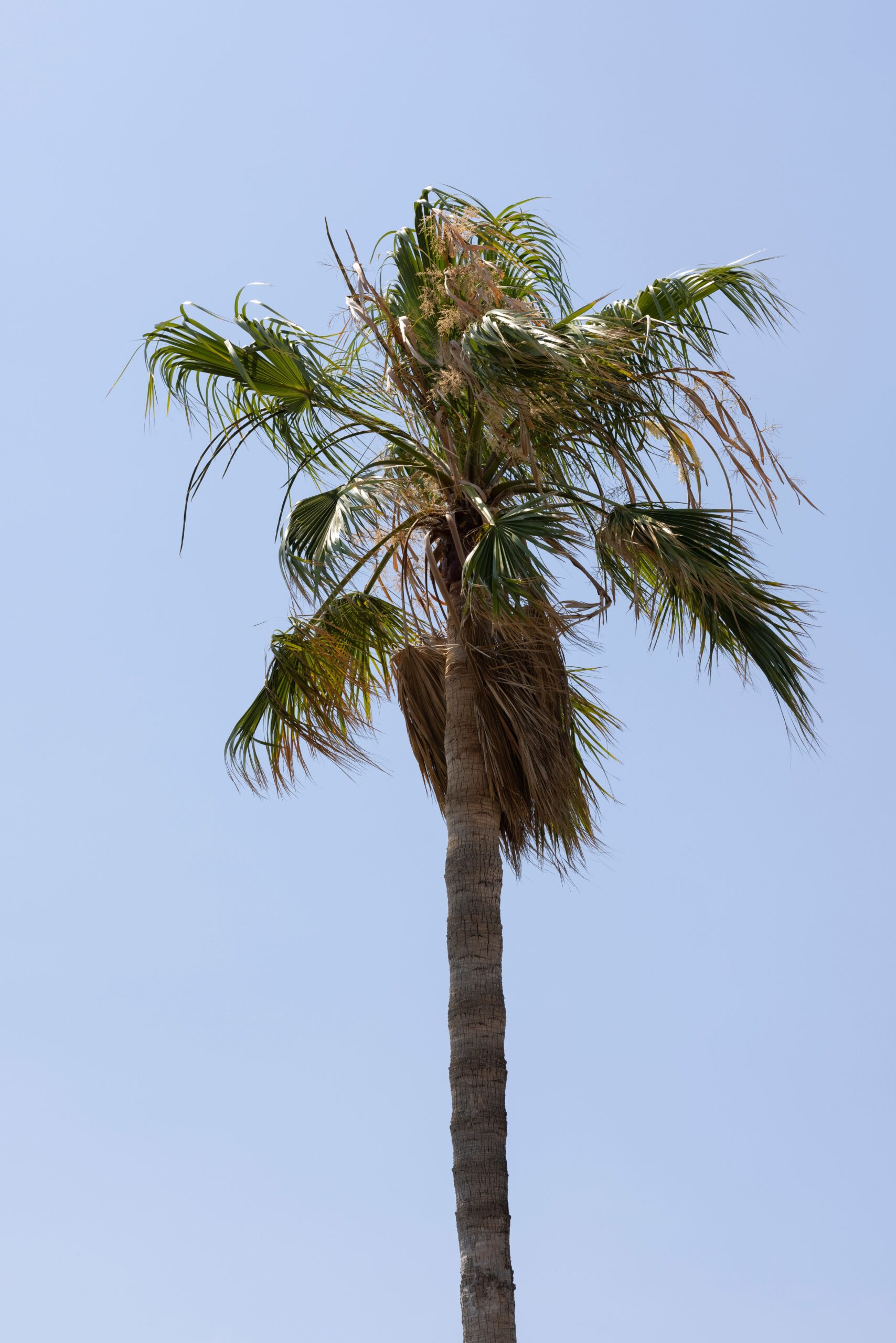 Queen palm carrying a thin, sparse crown of browning fronds instead of a full canopy, the look of a palm running short on potassium in sandy Florida soil