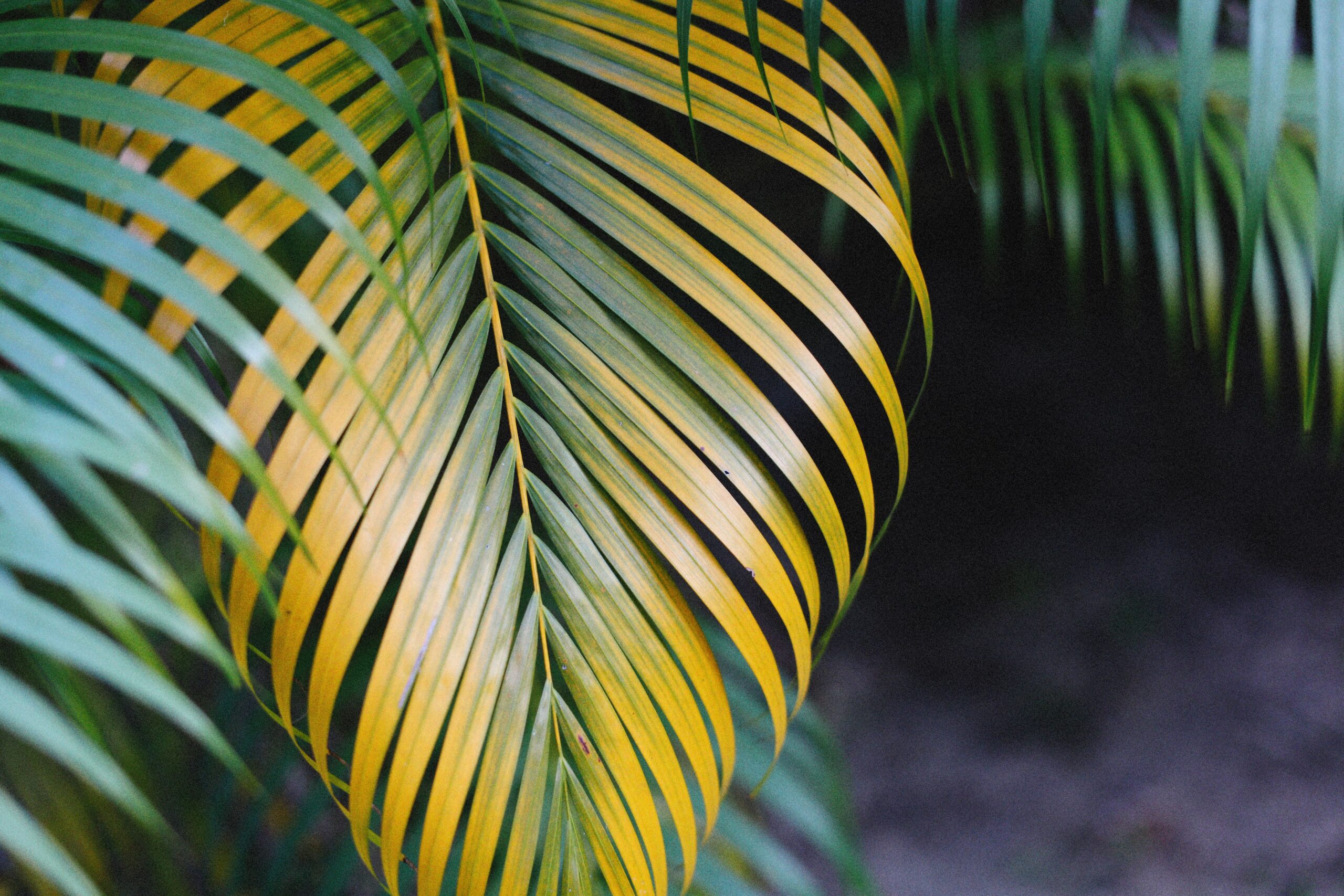 Palm frond yellowing at one end while still green at the other, the partly living frond a palm is still drawing potassium from and that should not be cut