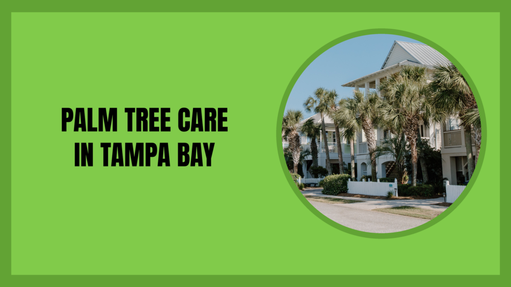 Palm tree care in Tampa Bay — mature sabal palms lining a residential Florida street in front of raised coastal homes
