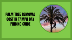 Palm tree removal cost in Tampa Bay 2026 pricing guide — arborist roped into the crown of a tall date palm at sunset
