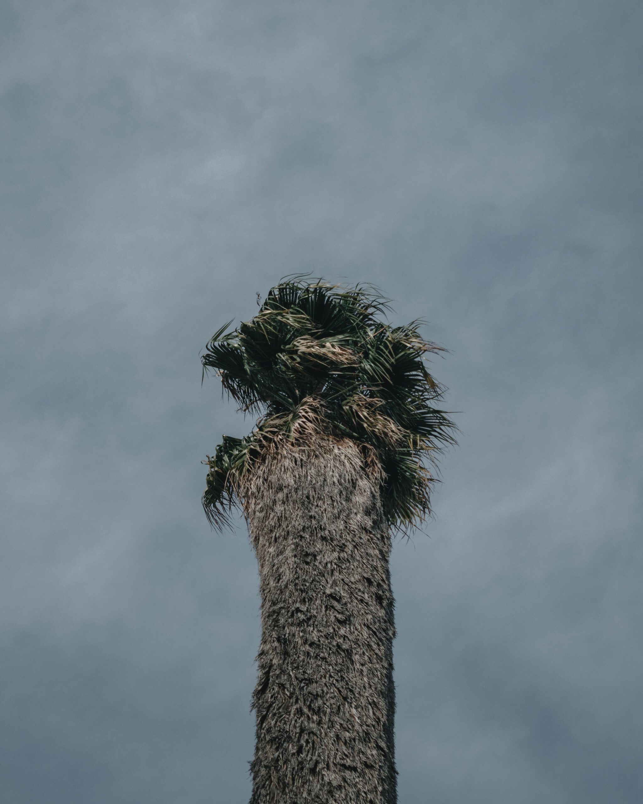 Palm tree carrying a thick skirt of withered fronds down the trunk after several years without trimming, holding moisture and fire load