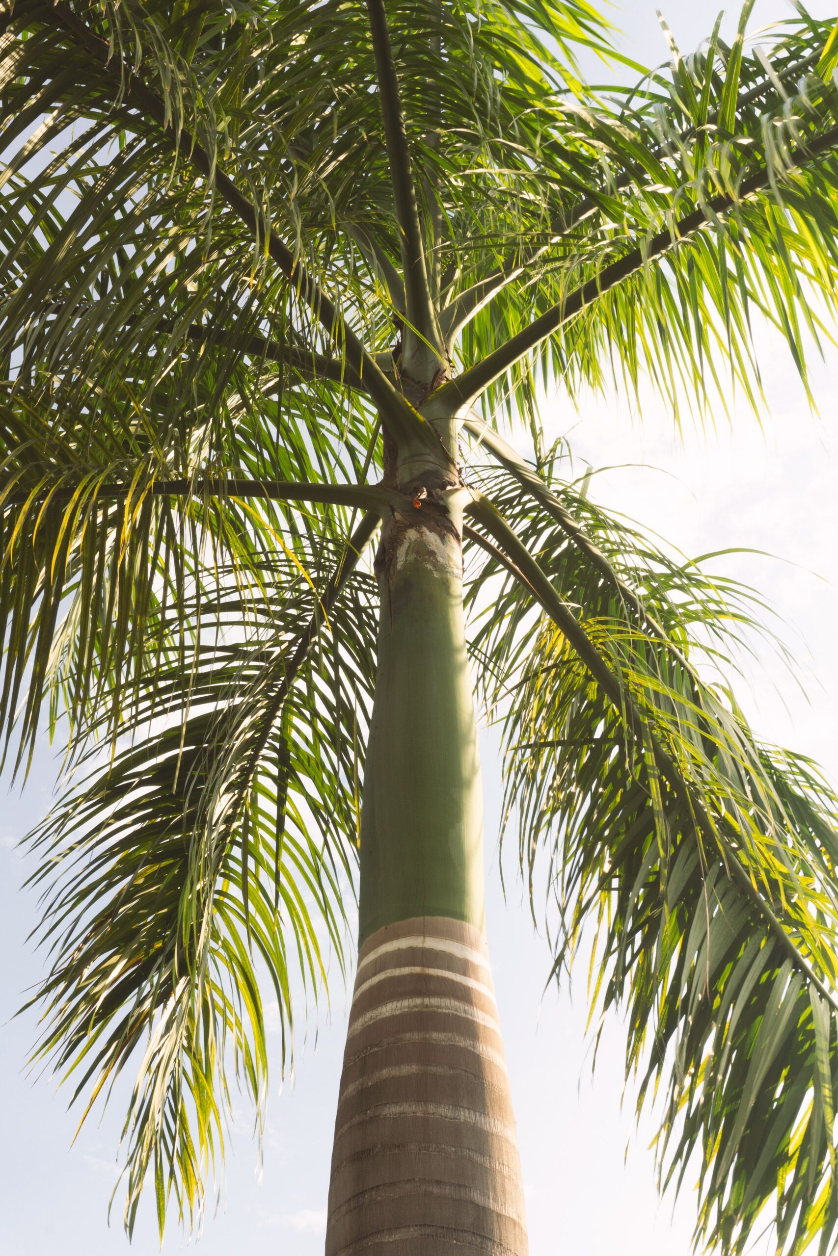Royal palm seen from below showing the smooth green crownshaft of wrapped leaf bases that lets dead fronds drop on their own, so the species needs no routine trimming