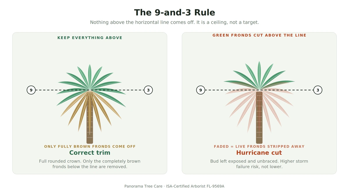 Diagram comparing a correct palm trim with a full rounded crown against a hurricane cut where live fronds above the 9-and-3 line have been stripped away, leaving the bud exposed