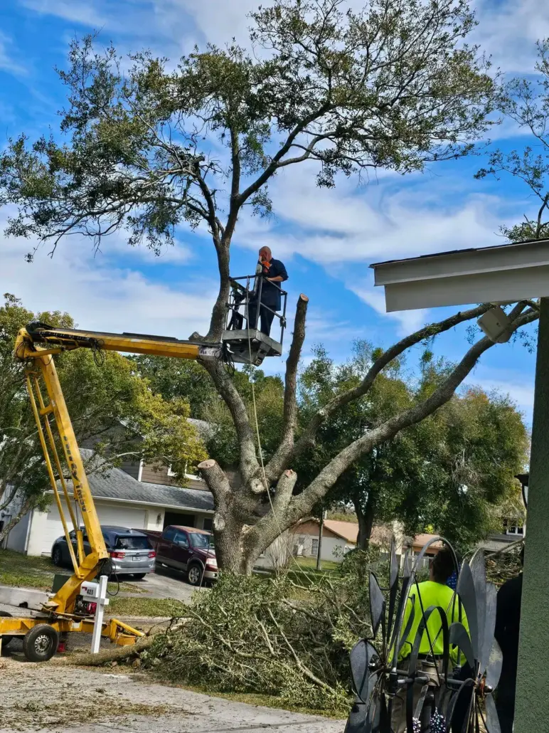 Panorama Tree Service crew serving St. Petersburg, FL